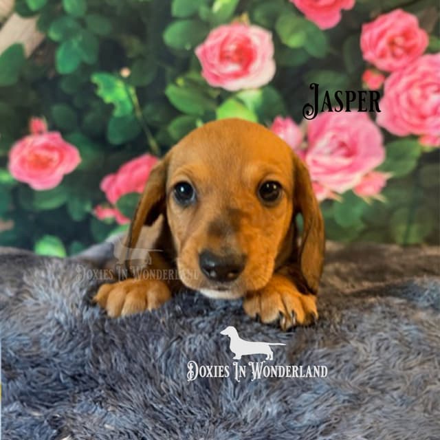 Champion Lines  Smooth Dachshund Puppies media 2