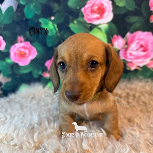 Champion Lines  Smooth Dachshund Puppies media 3