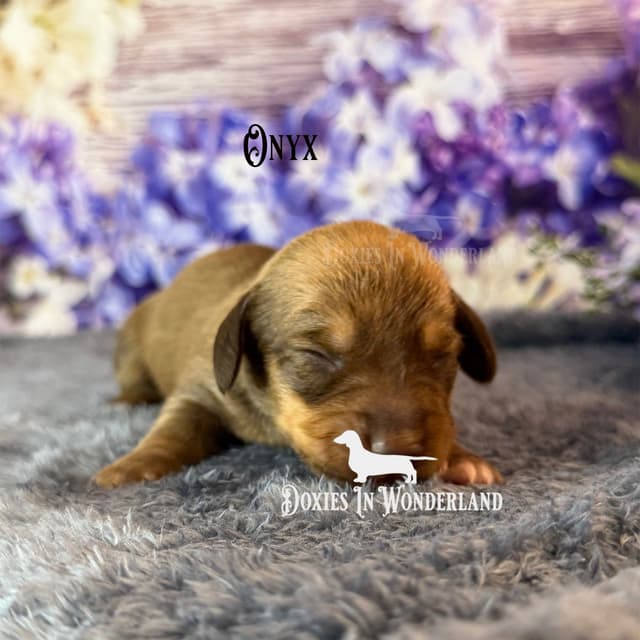 Champion Lines  Smooth Dachshund Puppies media 4