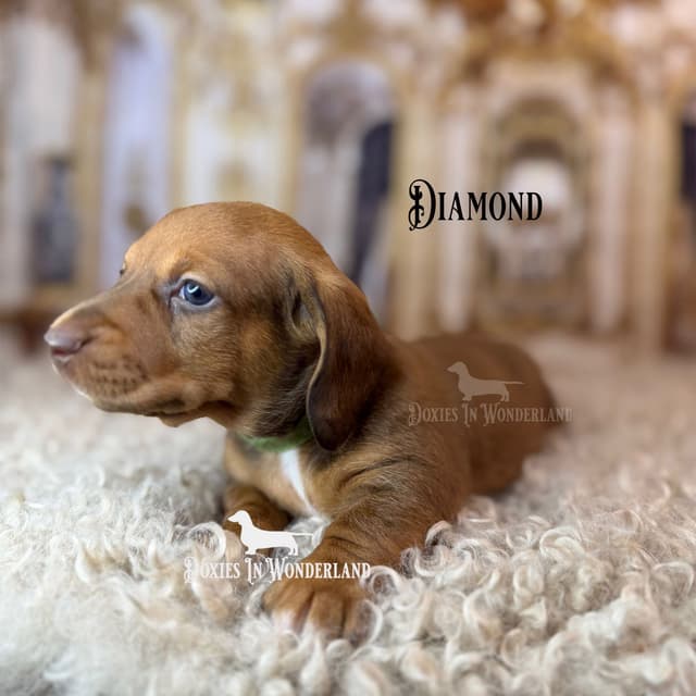 Champion Lines  Smooth Dachshund Puppies media 6