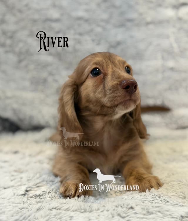 Dachshund Puppies media 2