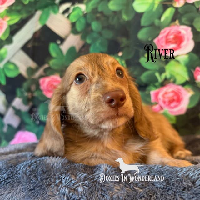 Dachshund Puppies media 3