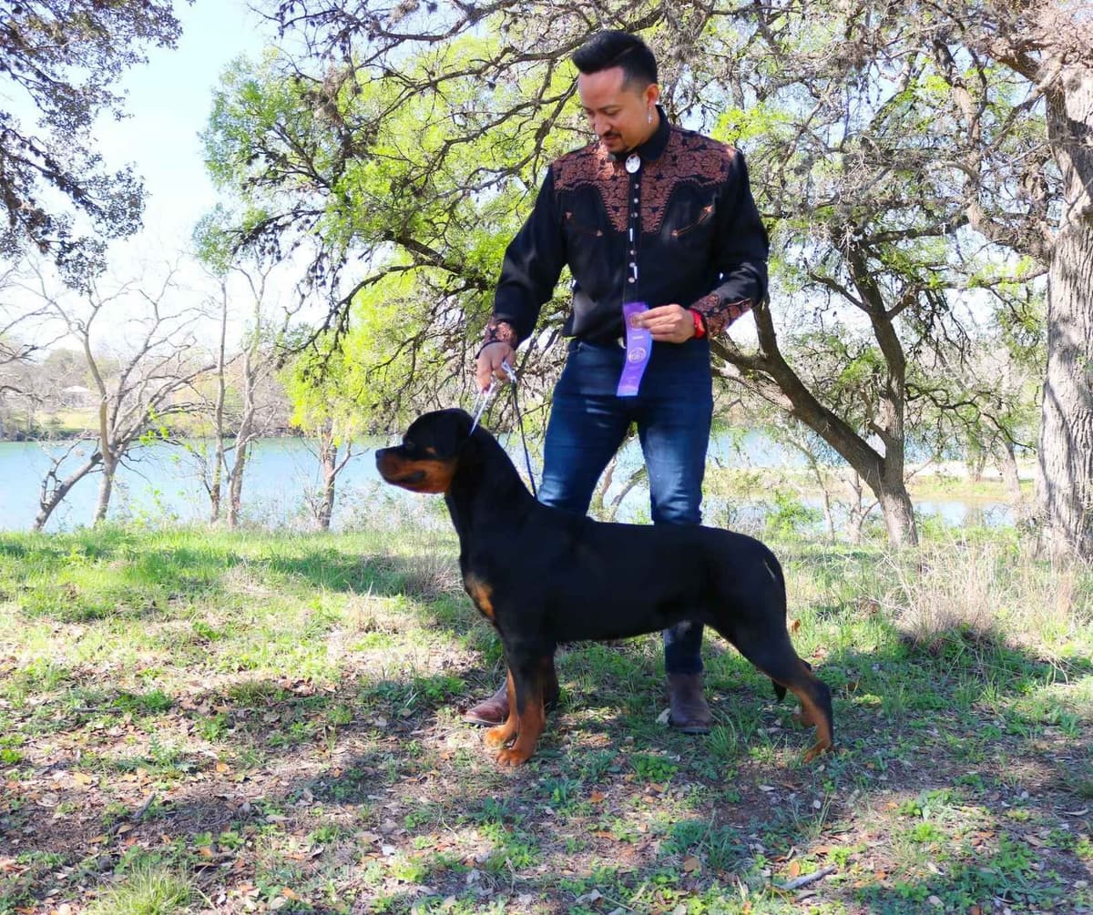 Rottweiler Puppies breeder image 4