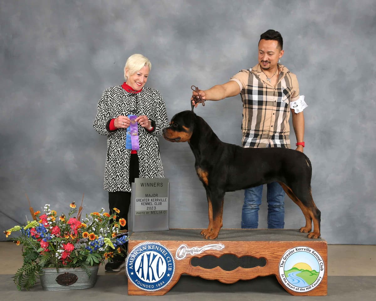 Rottweiler Puppies breeder image 6