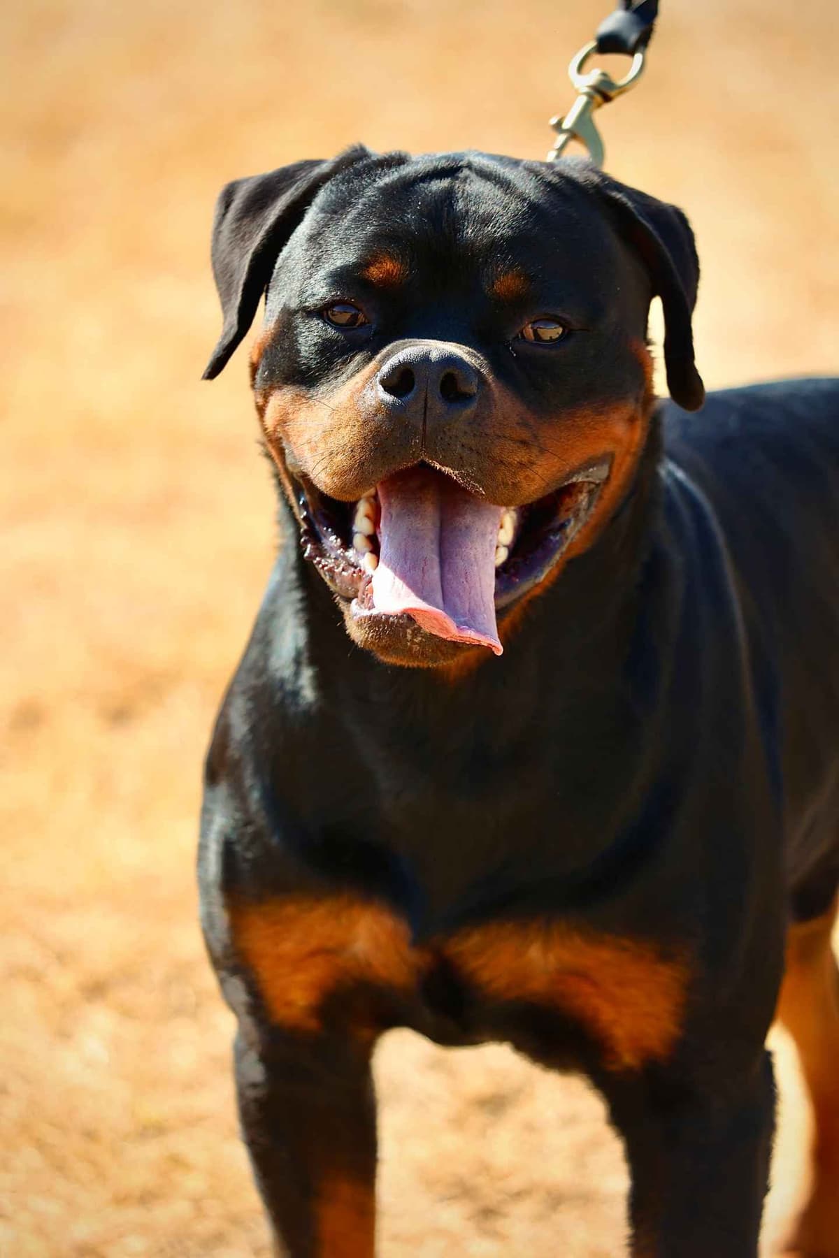 Rottweiler Puppies breeder image 7