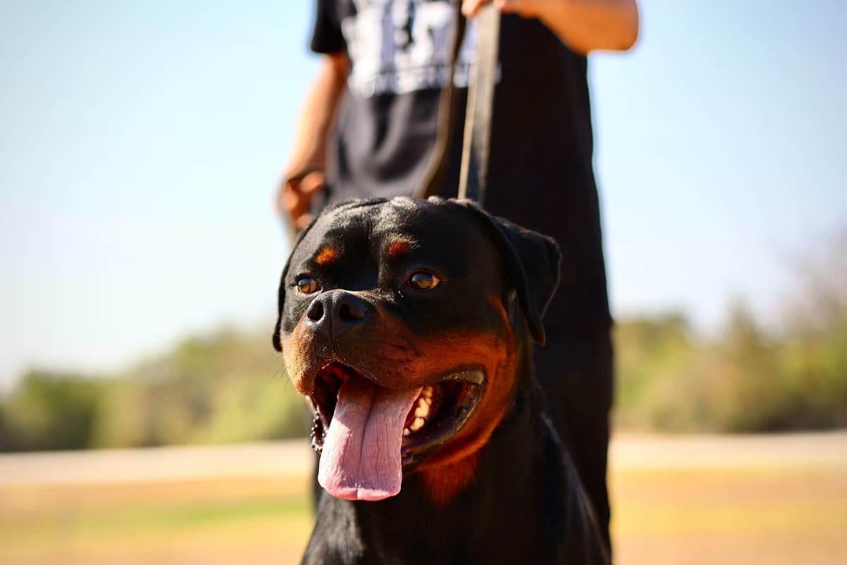 Rottweiler Puppies breeder image 8