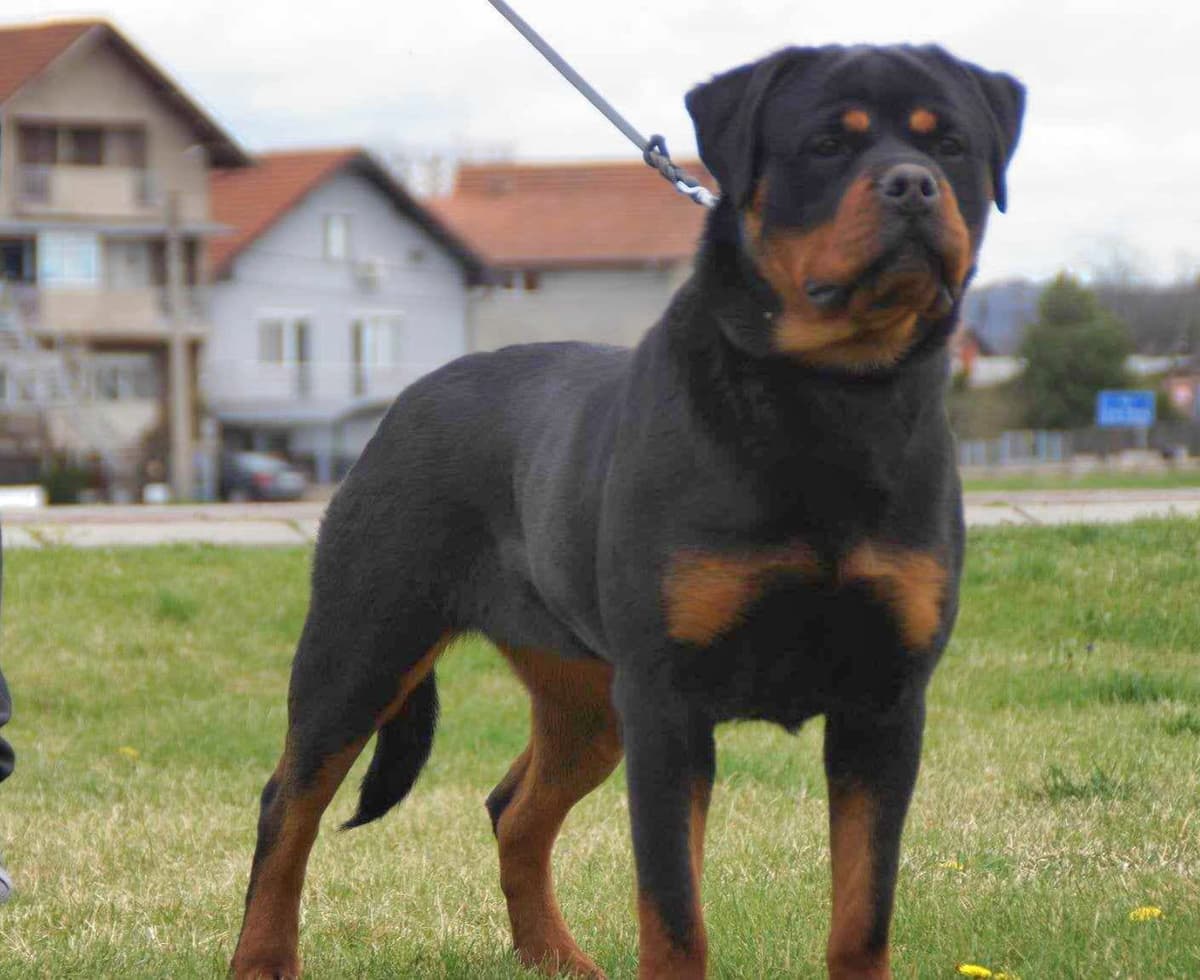 Rottweiler Puppies breeder image 9