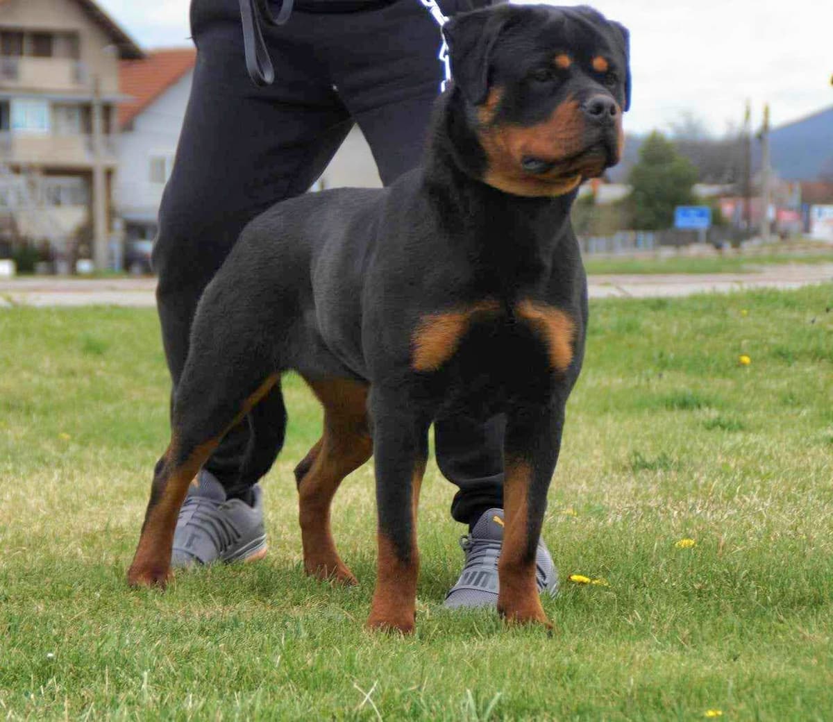 Rottweiler Puppies breeder image 10