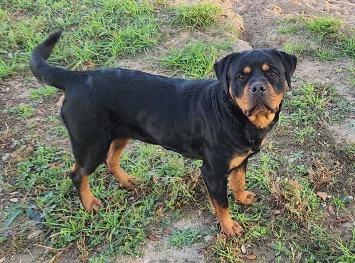 Rottweiler Puppies breeder image 12