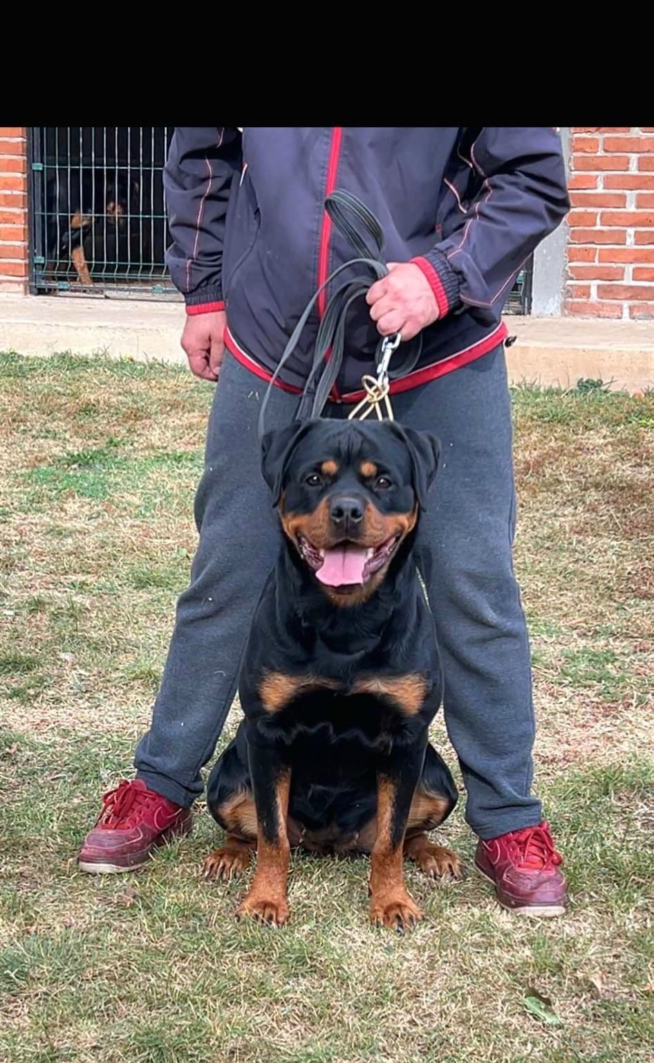 Rottweiler Puppies breeder image 13