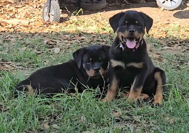 Rottweiler Puppies media 2