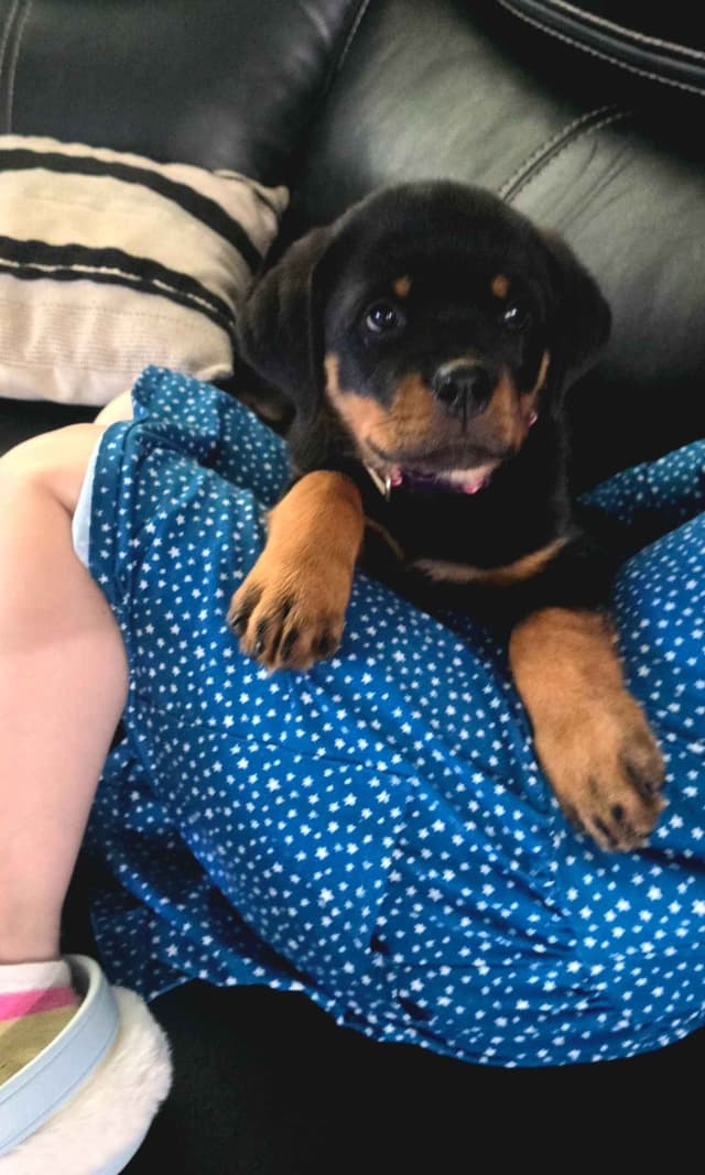Rottweiler Puppies media 3