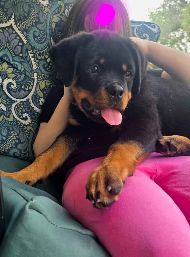 Rottweiler Puppies media 5