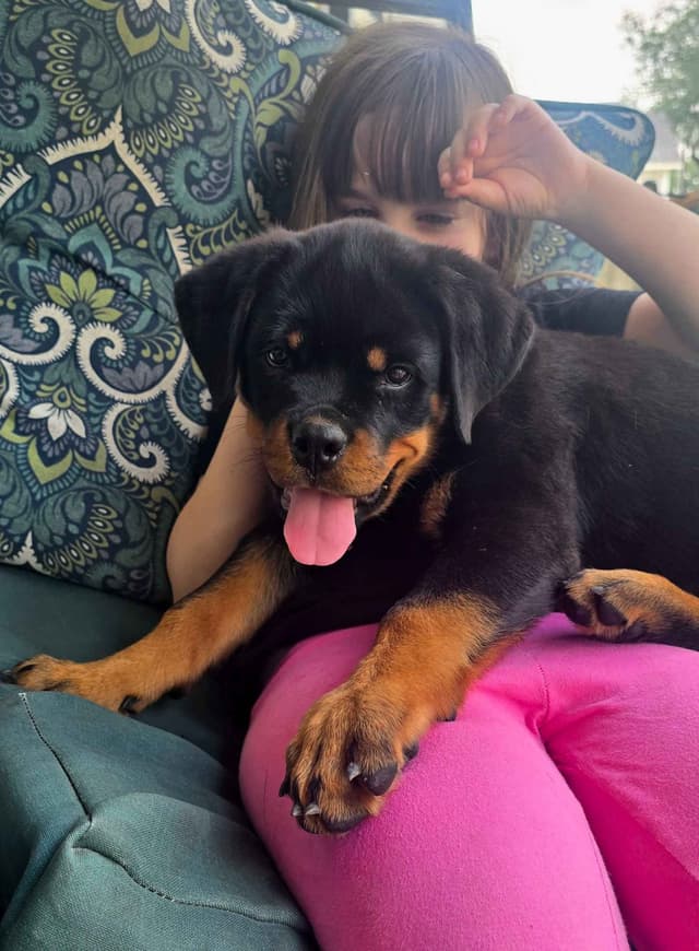 Rottweiler Puppies media 6