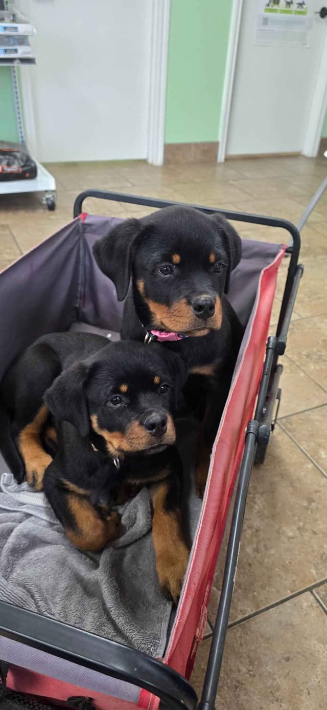 Rottweiler Puppies media 7