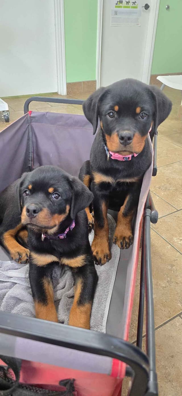 Rottweiler Puppies media 8