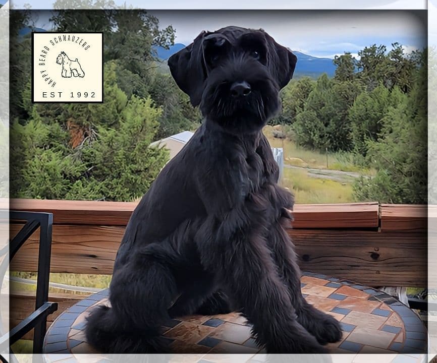 AKC Miniature Schnauzer Puppies | Bentley × Emmy Lou breeder image 1