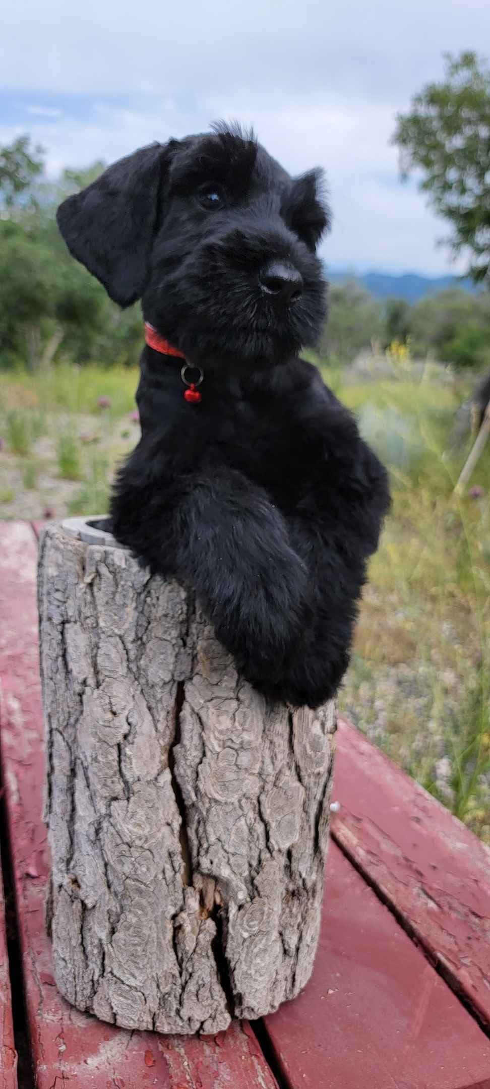 AKC Miniature Schnauzer Puppies | Bentley × Emmy Lou breeder image 2