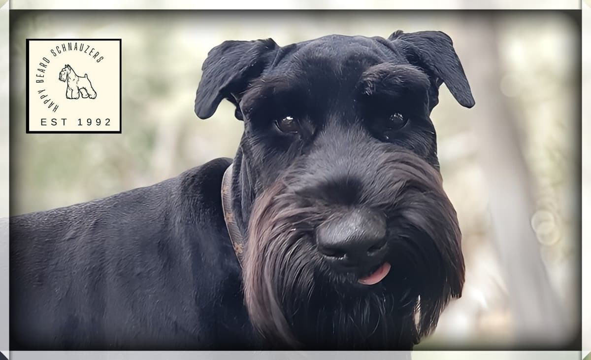 AKC Miniature Schnauzer Puppies | Bentley × Emmy Lou breeder image 3