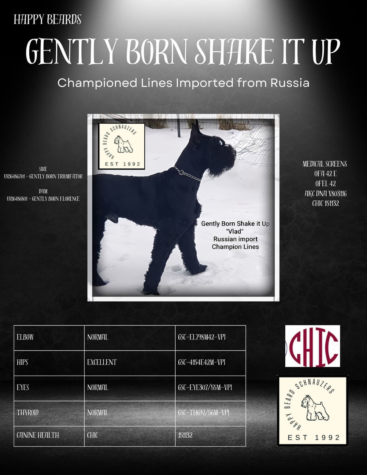 AKC Miniature Schnauzer Puppies | Bentley × Emmy Lou breeder image 4