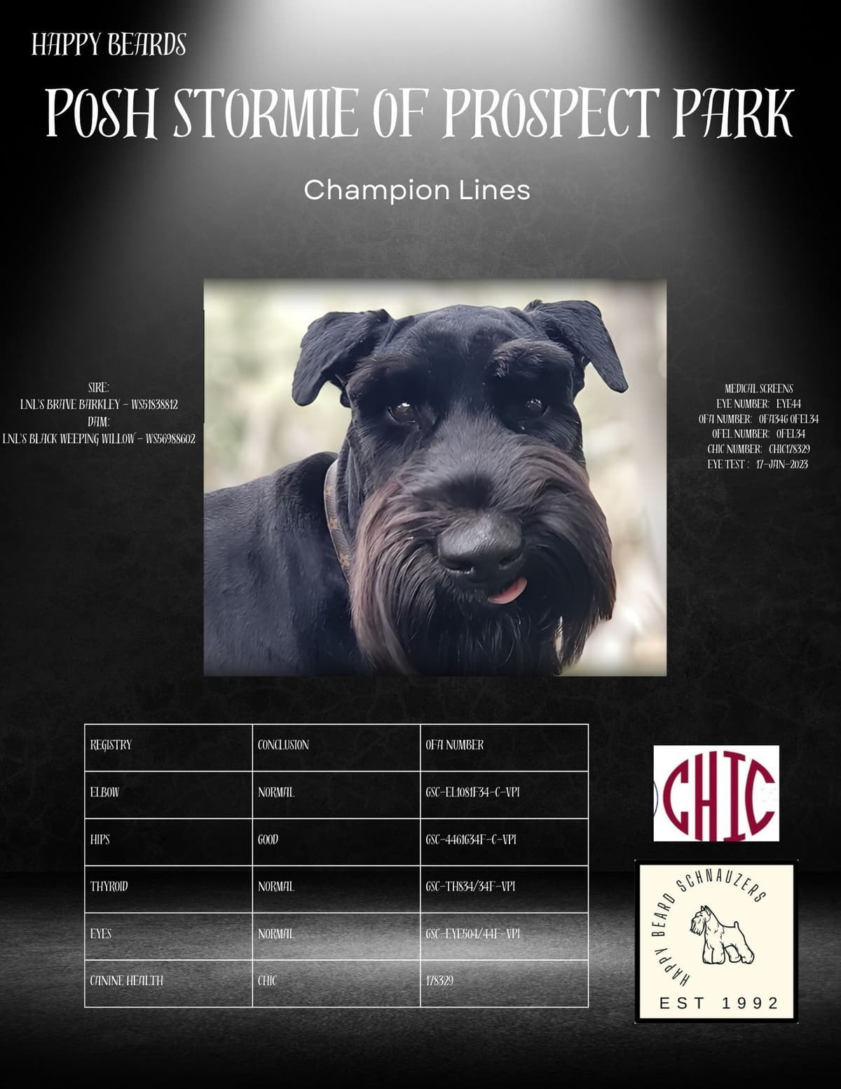 AKC Miniature Schnauzer Puppies | Bentley × Emmy Lou breeder image 5