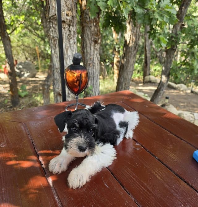AKC Miniature Schnauzer Puppies | Bentley × Emmy Lou media 6