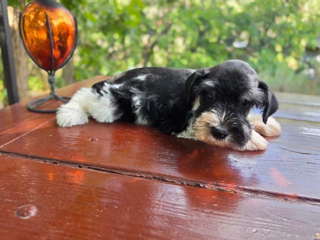AKC Miniature Schnauzer Puppies | Bentley × Emmy Lou media 2