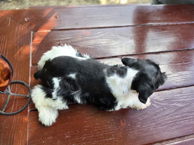 AKC Miniature Schnauzer Puppies | Bentley × Emmy Lou media 10