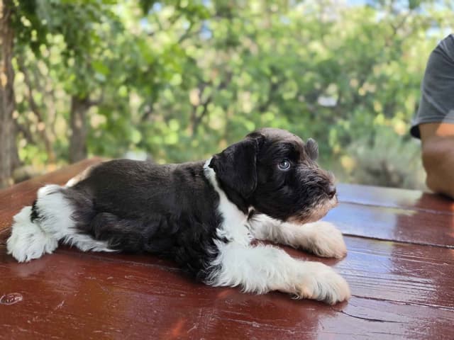 AKC Miniature Schnauzer Puppies | Bentley × Emmy Lou media 4