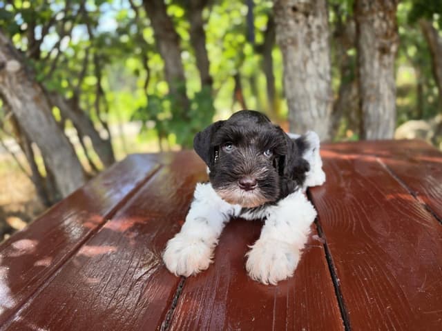 AKC Miniature Schnauzer Puppies | Bentley × Emmy Lou media 8