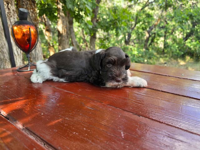 AKC Miniature Schnauzer Puppies | Bentley × Emmy Lou media 12