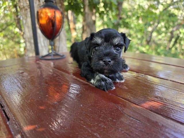 AKC Miniature Schnauzer Puppies | Bentley × Emmy Lou media 11