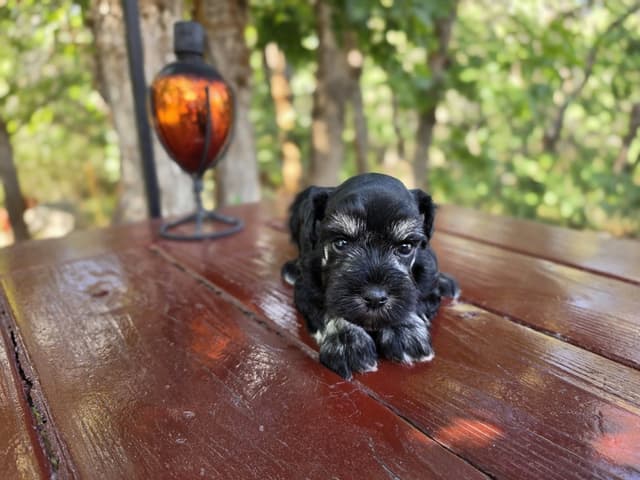 AKC Miniature Schnauzer Puppies | Bentley × Emmy Lou media 3