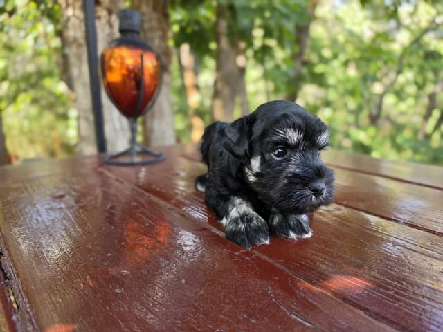 AKC Miniature Schnauzer Puppies | Bentley × Emmy Lou media 7