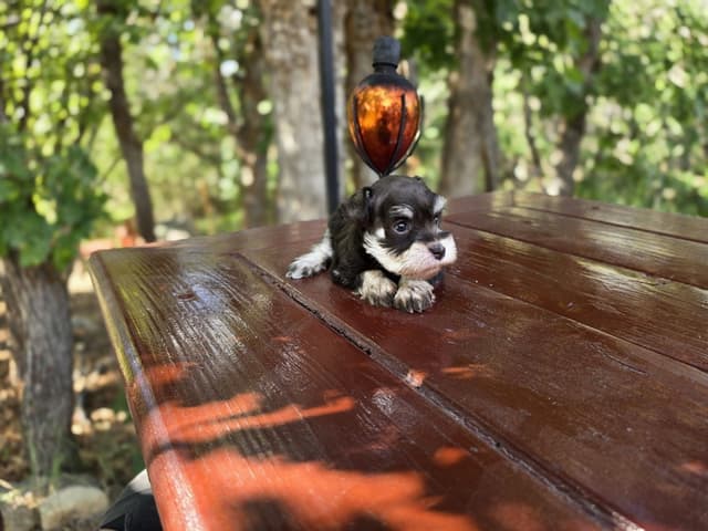 AKC Miniature Schnauzer Puppies | Bentley × Emmy Lou media 5