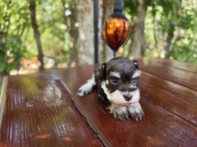 AKC Miniature Schnauzer Puppies | Bentley × Emmy Lou media 9