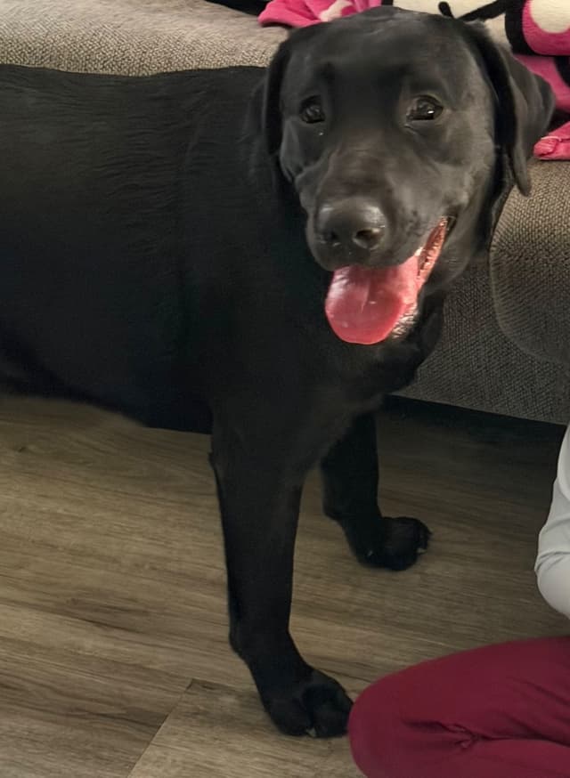 Labrador Retriever Puppies media 2