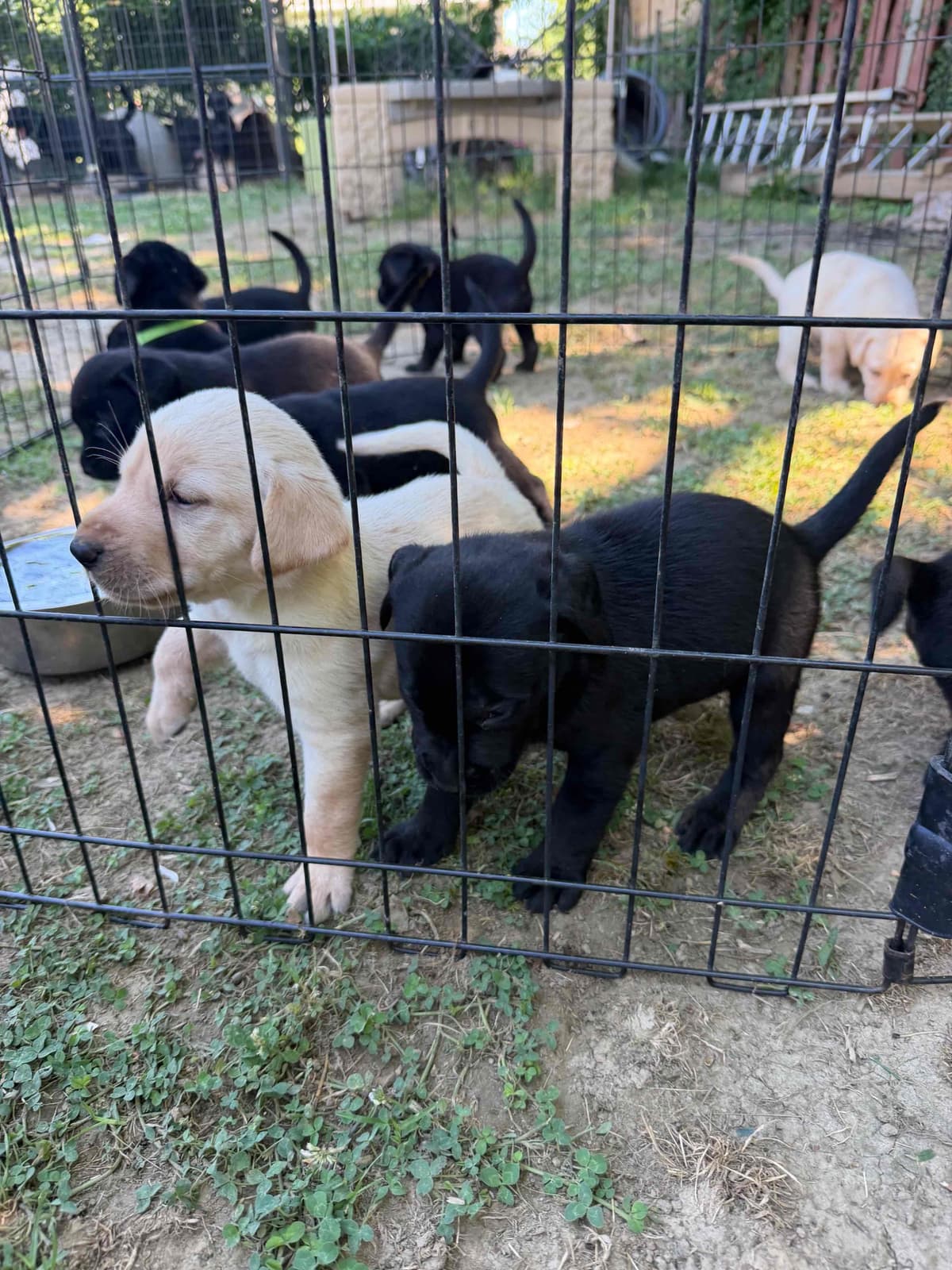Labrador Retriever Puppies breeder image 1