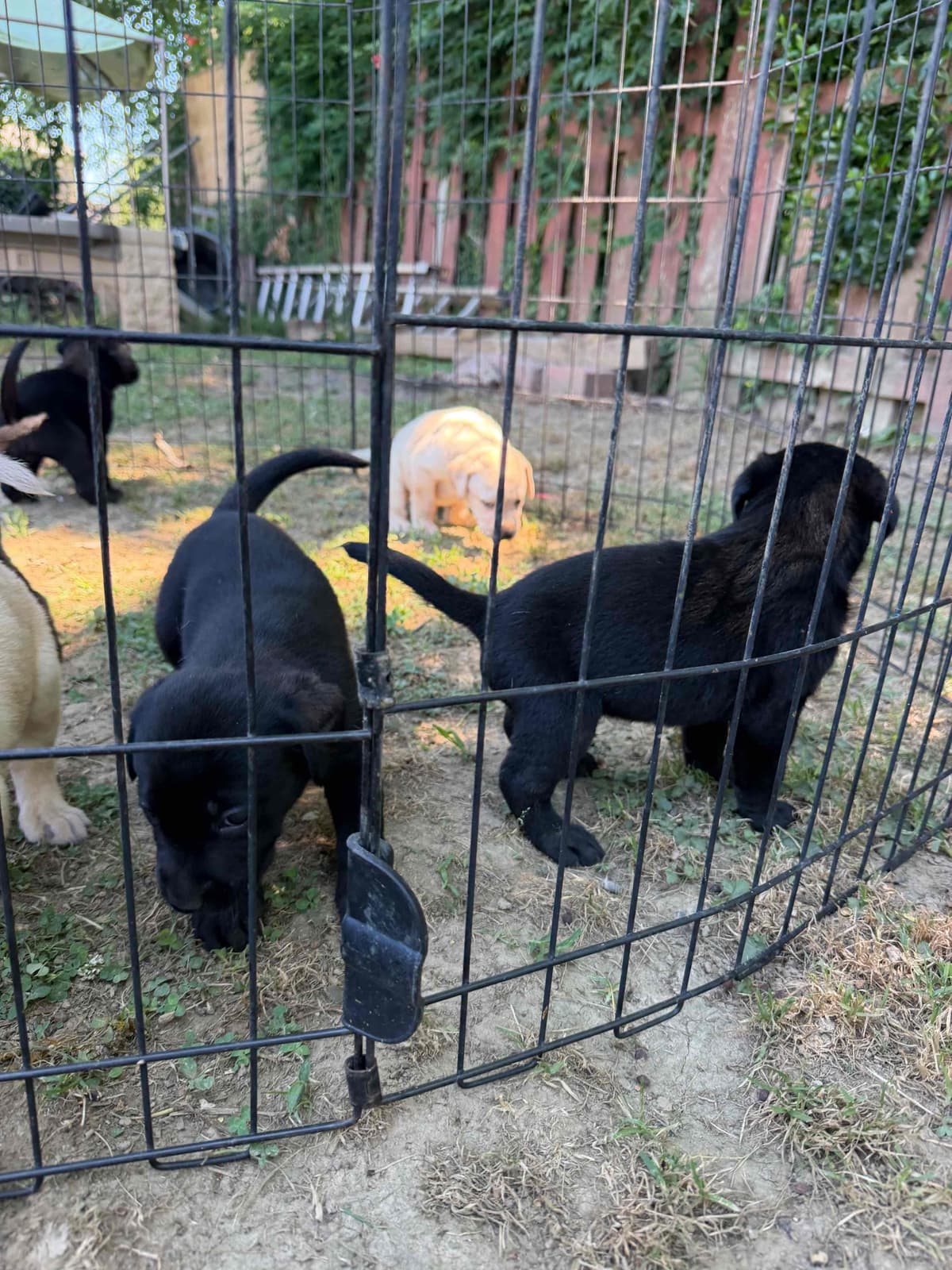 Labrador Retriever Puppies breeder image 3