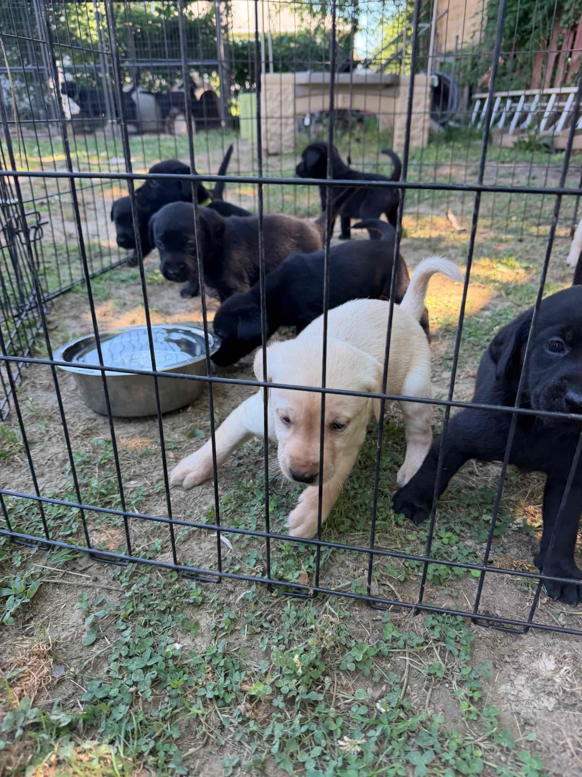 Labrador Retriever Puppies breeder image 2