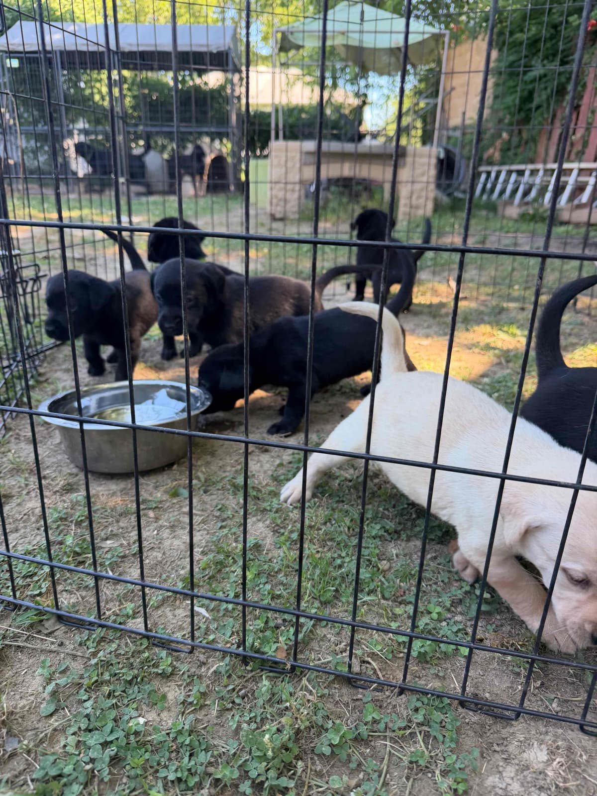 Labrador Retriever Puppies breeder image 4
