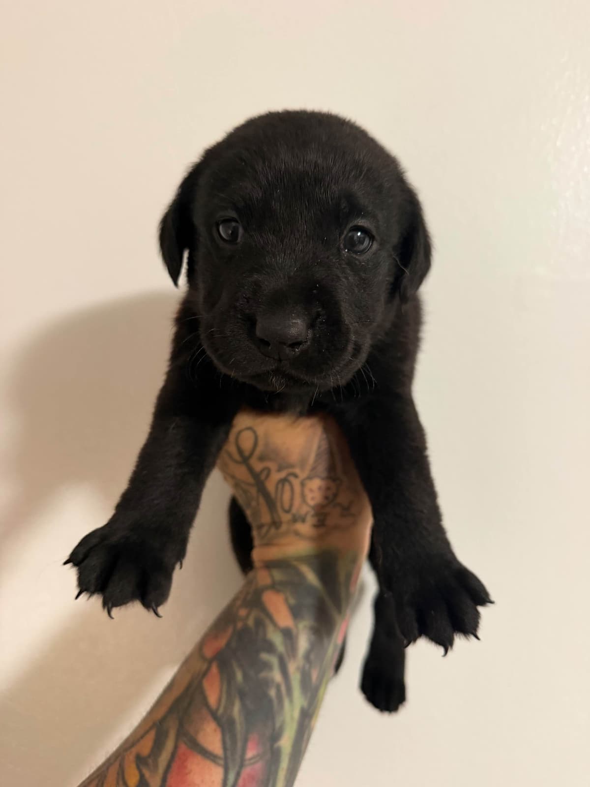 Labrador Retriever Puppies breeder image 5