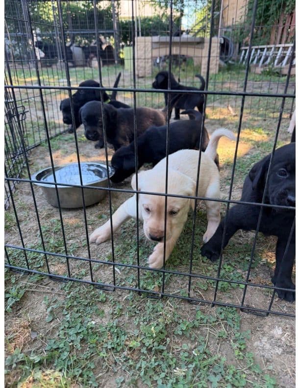 Labrador Retriever Puppies media 4