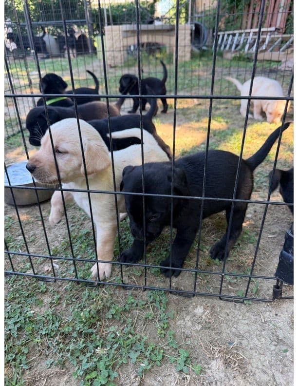 Labrador Retriever Puppies media 5