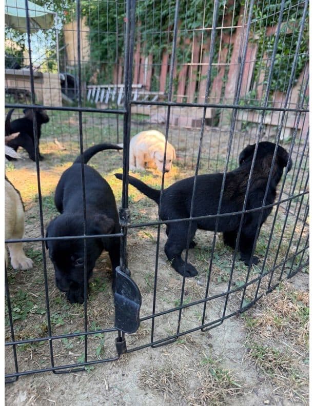 Labrador Retriever Puppies media 6