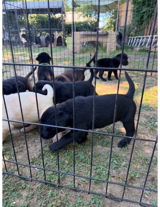 Labrador Retriever Puppies media 7