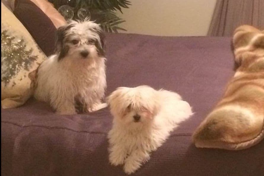 Coton de Tulear Puppies breeder image 1