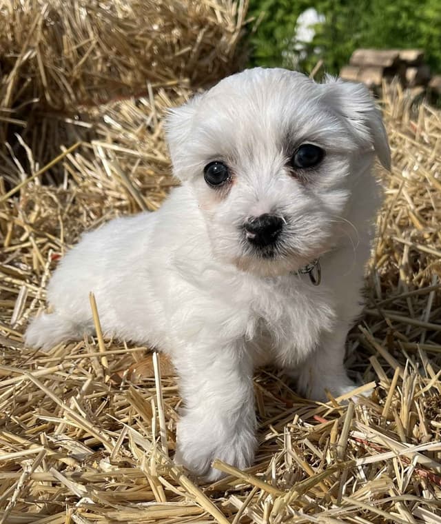 Coton de Tulear Puppies media 2