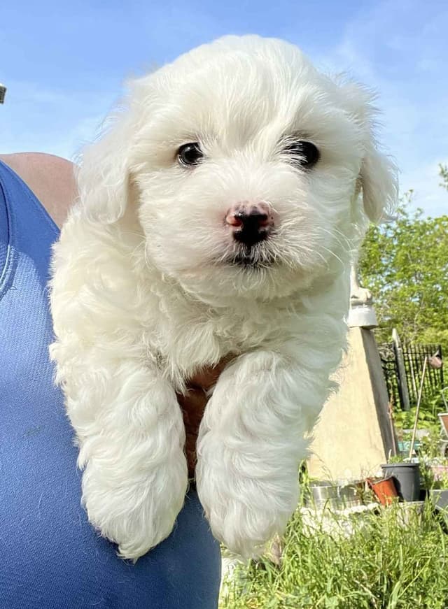 Coton de Tulear Puppies media 3