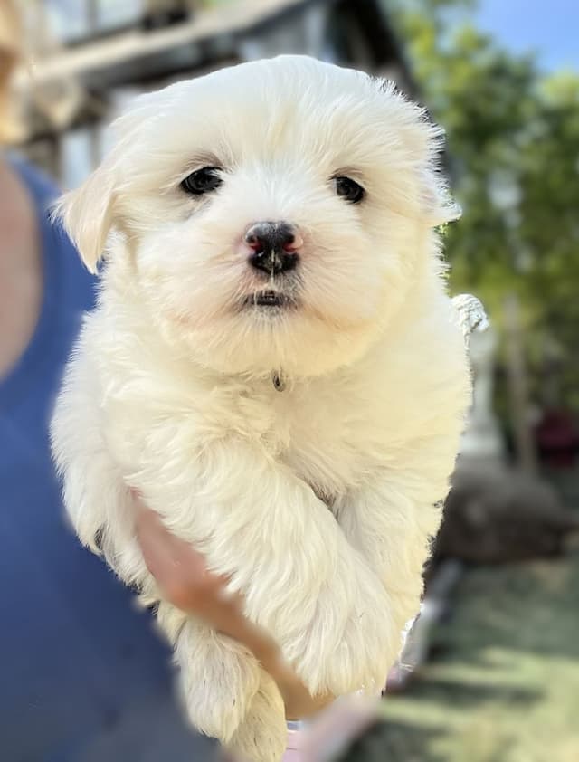 Coton de Tulear Puppies media 4